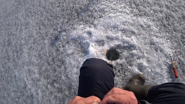 Клёв на ОПАРЫША в АПРЕЛЕ по последнему ЛЬДУ! ОКУНИ РВУТ ЛЕСКУ! смотреть онлайн