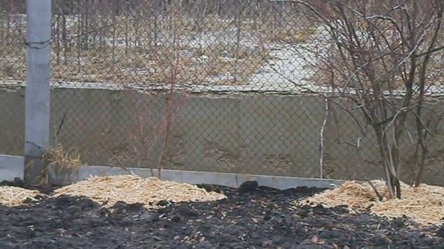 Мульчирование голубики на даче. смотреть онлайн