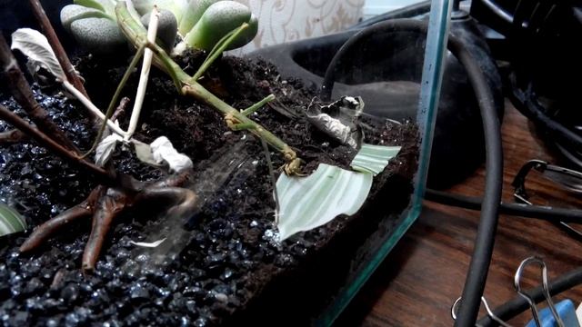 Палочник ест смотреть онлайн