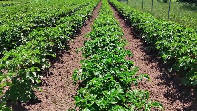 Картофель 2020 года с междурядьями 110 см. смотреть онлайн