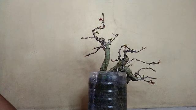 red hibiscus taiwan bonsai semi cascade style for beginers смотреть онлайн