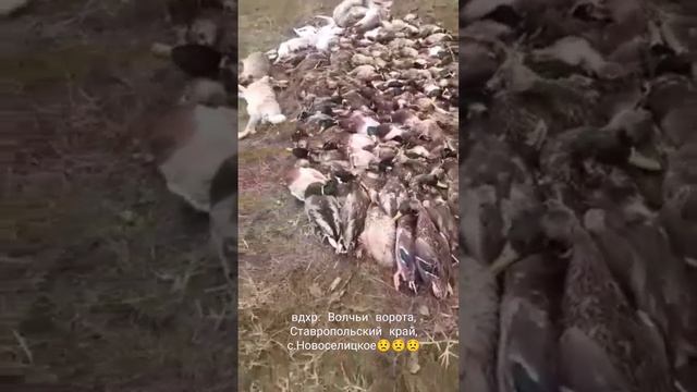 Гибнет птица и животные, Ставропольский край, близ с. Новоселицкого смотреть онлайн