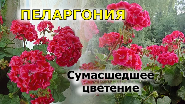 это ЛУЧШАЯ ПЕЛАРГОНИЯ, которая у меня была. Смотрите сами! Toscana Tammo смотреть онлайн