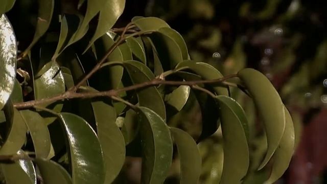 Nature by Adrian Romero смотреть онлайн