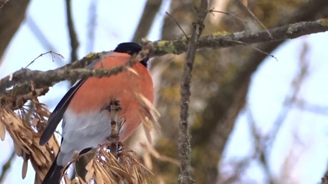 Снегирь, Сони HX400 x50 приближение. Bullfinch, Sony hx400 x50 zoom. смотреть онлайн