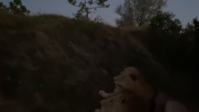 Это видео НУЖНО ОБЯЗАТЕЛЬНО ПОСМОТРЕТЬ ! Молодые львы обхитрили Витю )))