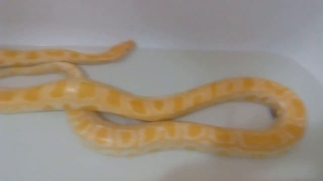 Тигровый питон Янтарь смотреть онлайн