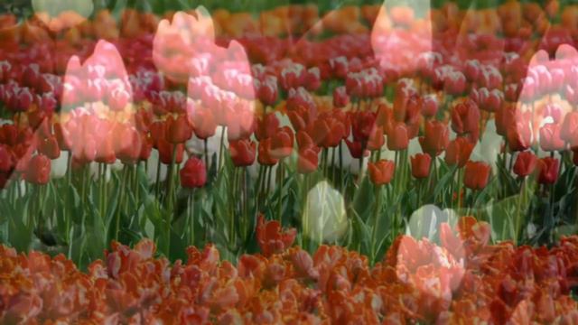 Tulips Flower For Relaxing Time / Enjoy The Beauty Of Tulips