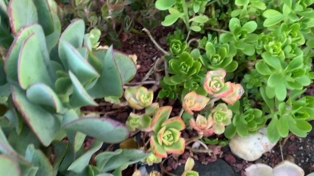 #graptopetalum #echeveriablackprince #echeveria #decluttering #garden смотреть онлайн