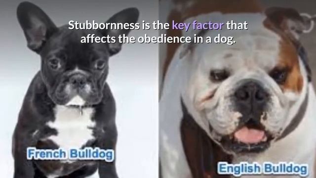 French Bulldog Vs English Bulldog | Which One Is Better For You?