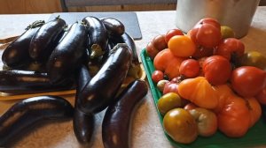 Урожайные сорта Баклажан. Обзор.