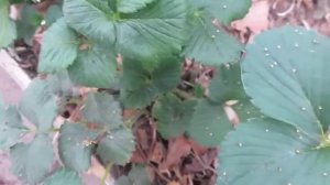 маленькие паучки,паутина на землянике.нужна ваша помощь.04.05.2019.