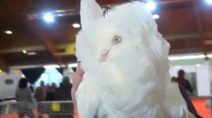 Лучшие породы голубей -  видео