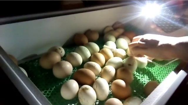 Первая инкубация - Овоскопирование яиц. смотреть онлайн