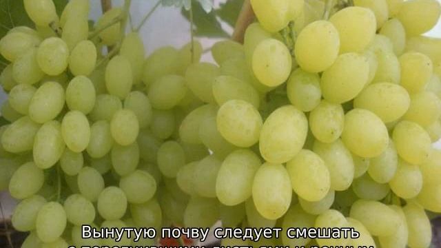 Виноград Русбол смотреть онлайн