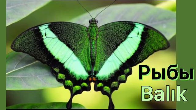 Какая ты бабочка 🦋 по знаку зодиака,burca göre hangi kelebeksin 🦋 смотреть онлайн