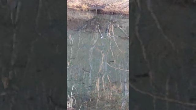 нерест кеты .с вас ?и подписочка на канал . смотреть онлайн