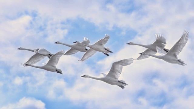 Здесь под небом чужим. Поют сёстры: Наталья Сысоева, Любовь Хомкалова, Надежда Подкорытова. смотреть онлайн