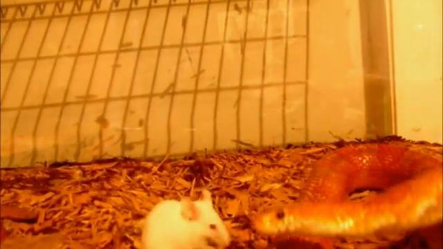 Mouse v.s. Snake (mouse wins) смотреть онлайн