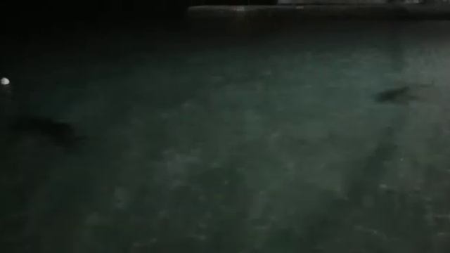 lagoon view Maldives смотреть онлайн