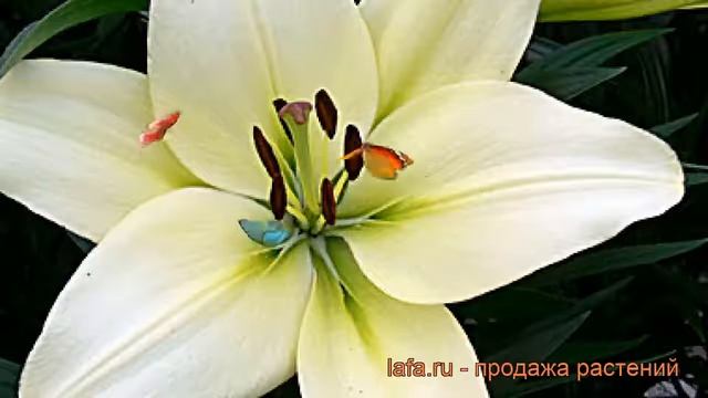Лилия ла-гибрид Курьер (lilium la-hybrid courier) ? Курьер обзор: как сажать, луковицы лилии Курьер смотреть онлайн