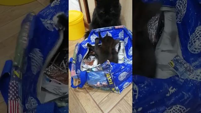 Мелочь и Пузатый #коты #кошатники #черныйкот #котенок #двакота #животные #pets #cats #blackcat смотреть онлайн