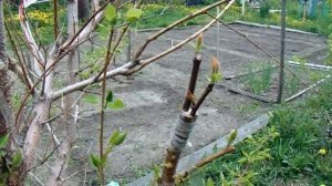 В саду Железова авторитетный садовод В.Тоторов.