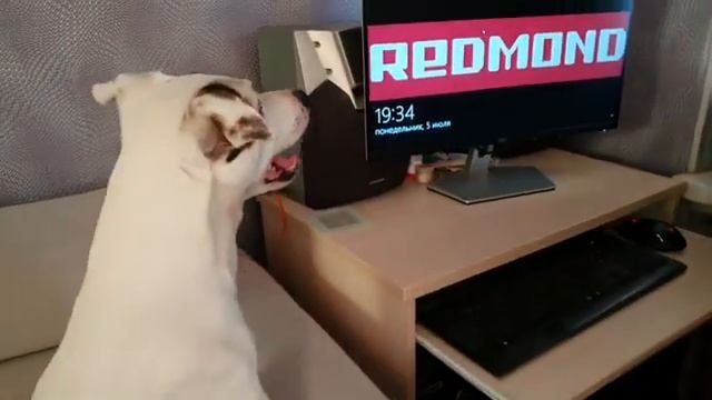 Собака и робот-пылесос REDMOND RV-R650S WiFi | Один день из жизни смотреть онлайн