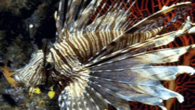 Calmness Of The Lion-Star From Undersea Adventure MS-DOS/Packard Bell Version смотреть онлайн