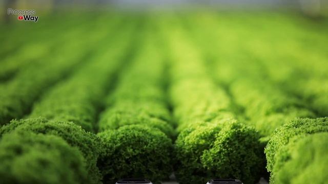 В АВГУСТЕ Дайте Бакалажанам Уксус и Будете Собирать Урожай ВЕДРАМИ ДО КОНЦА ОКТЯБРЯ! смотреть онлайн