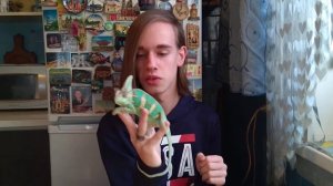 Почему хамелеон меняет цвет?