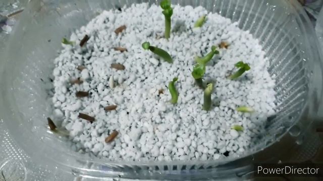 Первые всходы//Адениумы//Алоэ смотреть онлайн