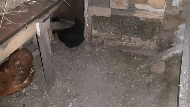 Курица ловит и кушает мышей)))))) смотреть онлайн