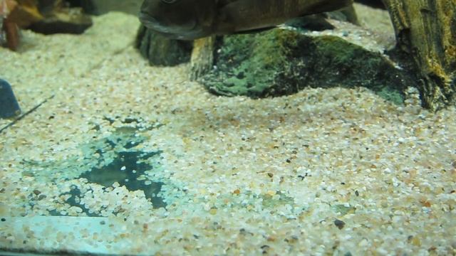 Нерест Васильковых Хаплохромисов 2 Spawning Sciaenochromis fryeri 2 смотреть онлайн