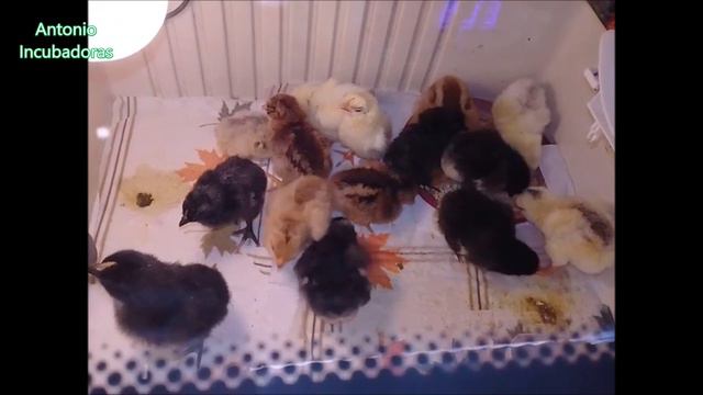 Ojo a las incubadoras de Madera смотреть онлайн