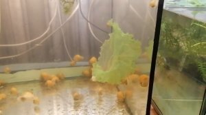 Чем кормить аквариумных улиток ампулярий