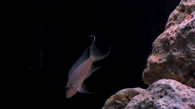 Neolamprologus Brichardi y Julidochromis Marlieri proteccion de alivines - Acuario 200l.mov смотреть онлайн