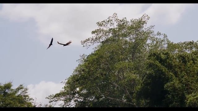 Стихотворение "Смотри как роща зеленеет" Тютчев Федор. Аудиостихи смотреть онлайн