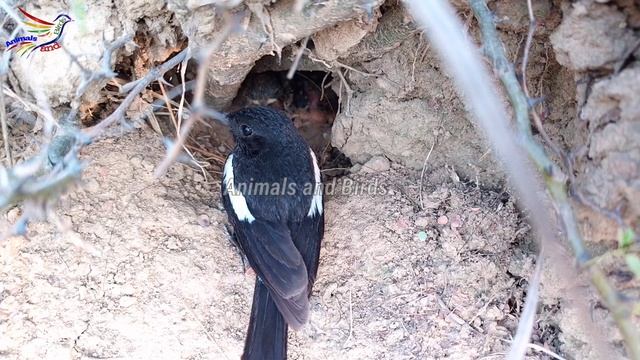 Familiar chat bird baby is ready to fly || Animals and Birds смотреть онлайн