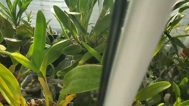 Cattleya rex in bloom • Orchid grow tent update 7 May 2023 смотреть онлайн