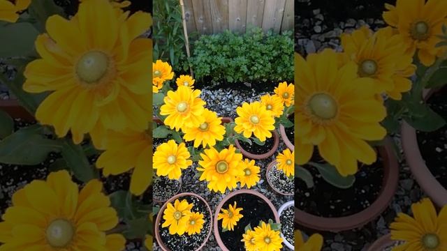 Rudbeckia Amarrilo Gold смотреть онлайн
