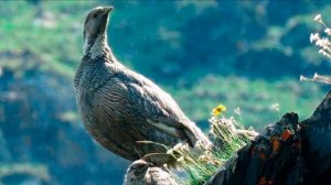 Разведение тетеревов в домашних условиях | Дичеразведение