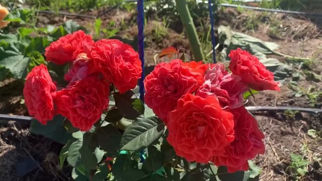 Одна из лучших роз в моем саду! Леди оф Белград смотреть онлайн