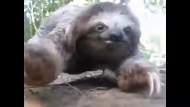 Опасное нападение очень быстрого ленивца смотреть онлайн