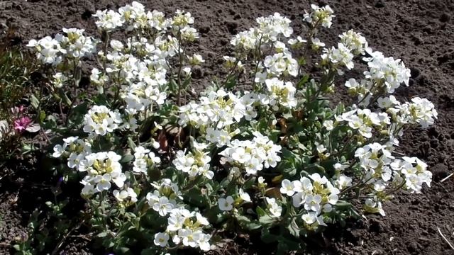 VLOG: цветущие абрикосы, тюльпаны, примулы и розы, изменения в парнике и прополка клубники. смотреть онлайн