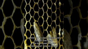 Огневка пчелиная