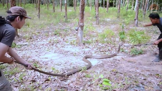 Как в Таиланде ловят ядовитых змей.