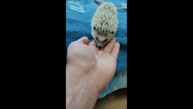 ЁЁЁЁЁЖИК🦔
