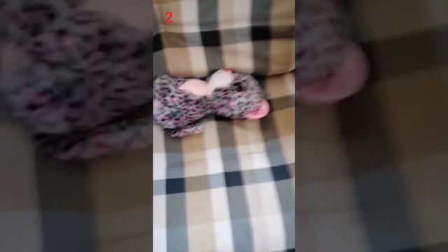 3 способа как напугать своего хозяина ???? смотреть онлайн