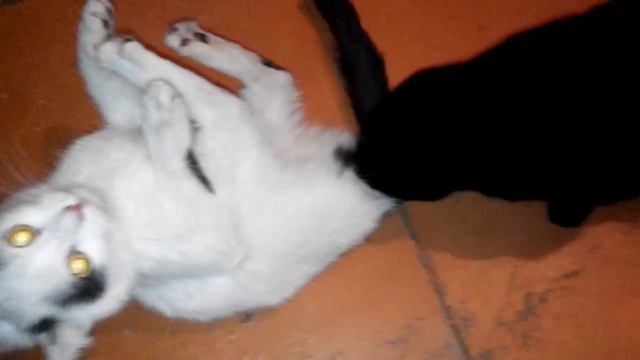 ЖЭСТЬ! Кошачий куни ( коты тоже люди) смотреть онлайн